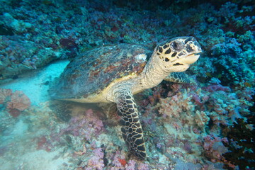 Naklejka na ściany i meble Unterwasser Schildkröte