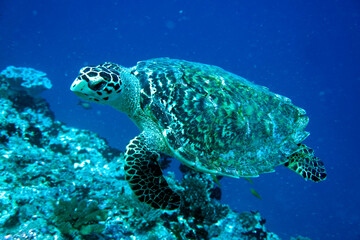 Unterwasser Schildkröte