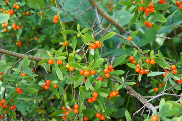 Daphne mezereum or february daphne green plant orange berries