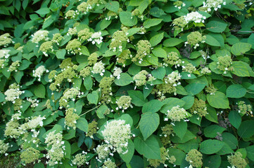 Hydrangea anomala petiolaris or climbing hydrangea green plant with white flowers backgorund