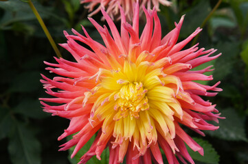 Red and yellow cactus dahlia alfred grille flower head