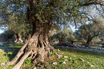 The most oldest olive trees in Croatia. Olive garden. Some of them are more then 1000 years old