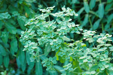 Obraz premium Euphorbia peplus or petty spurge green plant