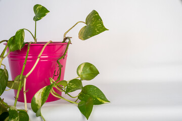 Pianta appartamento Photos