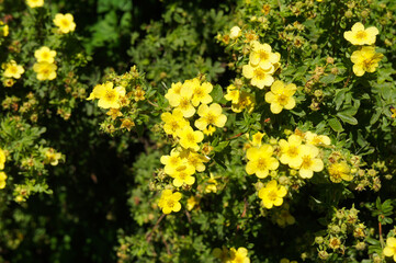 Shrub of potentilla fruticosa sommerflor shrubby cinquefoil yellow flowers with green - obrazy, fototapety, plakaty
