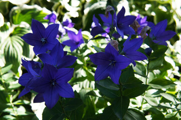 Platycodon grandiflorus mariesii or blue bluebell flowers with green.