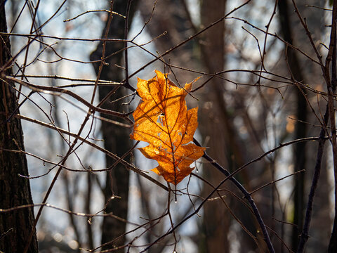 Dead leaf on a branch in winter season