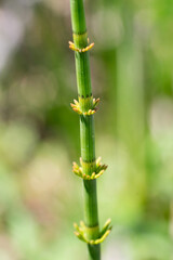 Closeup of Horsetail stem (Equisetum) with leaves