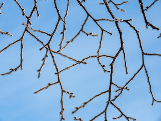 Frozen branches in a woodland