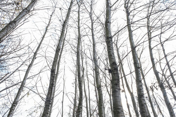 Winter forest background. Trees in a vanishing point perspective