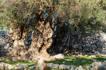 The most oldest olive trees in Croatia. Olive garden. Some of them are more then 1000 years old