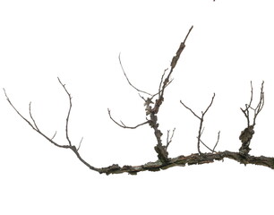 Dry elm tree branch isolated on white background and texture, clipping path