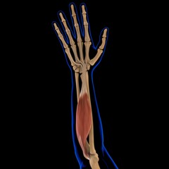Flexor Digitorum Superficialis Muscle Anatomy For Medical Concept 3D Illustration