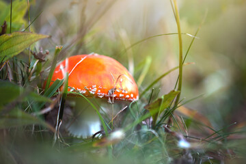 Red fly agaric fungus poisonous mushroom growing in autumn forest.