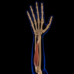Flexor Digitorum Profundus Muscle Anatomy For Medical Concept 3D Illustration