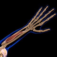 Flexor Digitorum Profundus Muscle Anatomy For Medical Concept 3D Illustration
