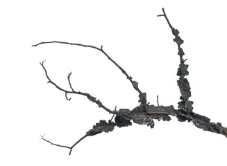 Dry elm tree branch isolated on white background and texture, clipping path