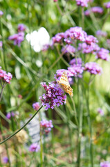Verbena bonariensis lollipop purple flowers with yellow argynnis paphia butterfly on it vertical