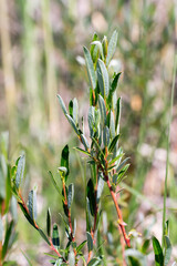 Closeup of willow leaves (salix)
