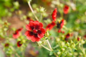 Potentilla thurberi monarch’s velvet or scarlet cinquefoil green plant with red flowers. - obrazy, fototapety, plakaty