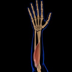 Flexor Carpi Radialis Muscle Anatomy For Medical Concept 3D Illustration