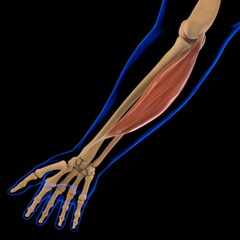 Flexor Carpi Radialis Muscle Anatomy For Medical Concept 3D Illustration