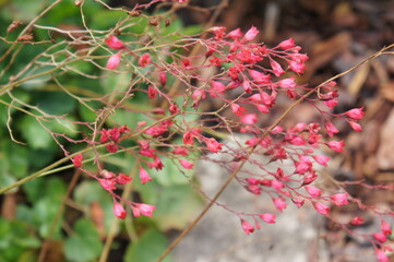 Heuchera sanguinea coral bells red flowers