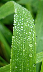 Single blade of grass with numerous water droplets