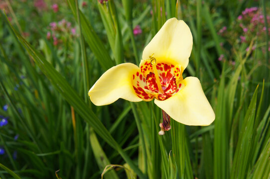 Peacock flower or tigridia pavonia canariensis yellow flower with red core in green grass