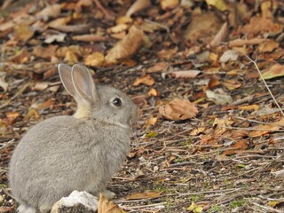 日本の観光地,広島県大久野島の子どもうさぎ