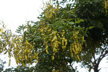 Styphnolobium japonicum or japanese pagoda tree 