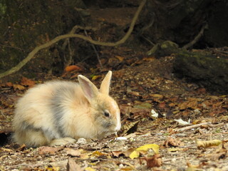 日本の観光地,広島県大久野島の子どもうさぎ