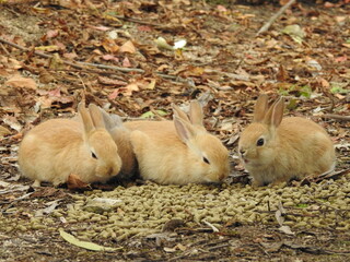 日本の観光地,広島県大久野島の子どもうさぎ