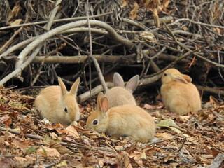 日本の観光地,広島県大久野島の子どもうさぎ