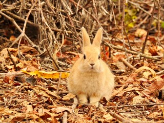 日本の観光地,広島県大久野島の子どもうさぎ