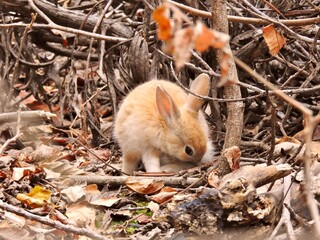 日本の観光地,広島県大久野島の子どもうさぎ