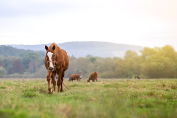 Beautiful chestnut horse grazing in summer field. Green pasture with feeding farm stallion.