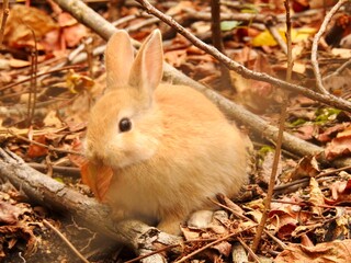 日本の観光地,広島県大久野島の子どもうさぎ