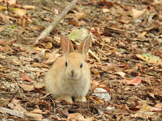 日本の観光地,広島県大久野島の子どもうさぎ
