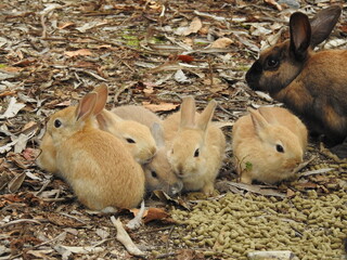 日本の観光地,広島県大久野島の子どもうさぎ