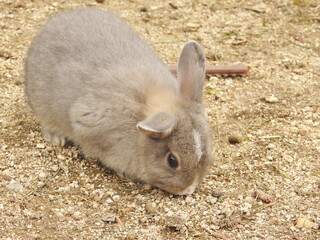 日本の観光地,広島県大久野島の子どもうさぎ