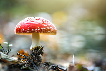 Red fly agaric fungus poisonous mushroom growing in autumn forest.