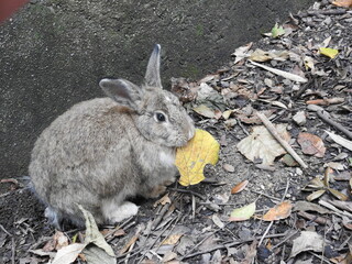 日本の観光地,広島県大久野島の子どもうさぎ