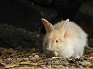 日本の観光地,広島県大久野島の子どもうさぎ