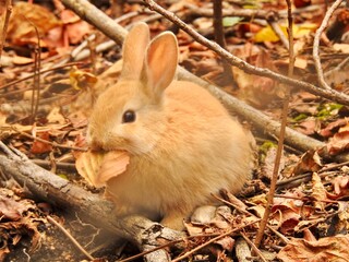 日本の観光地,広島県大久野島の子どもうさぎ