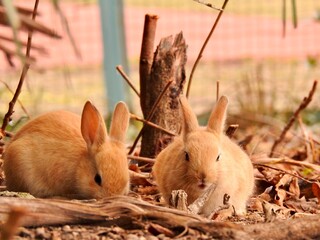 日本の観光地,広島県大久野島の子どもうさぎ