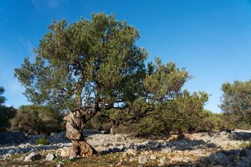 The most oldest olive trees in Croatia. Olive garden. Some of them are more then 1000 years old
