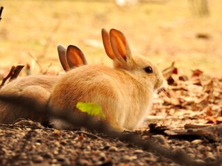 日本の観光地,広島県大久野島の子どもうさぎ