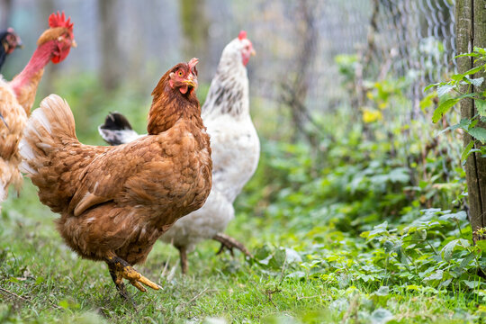 Closeup of domestic chicken feeding on traditional rural barnyard. Hens on barn yard in eco farm. Free range poultry farming concept.