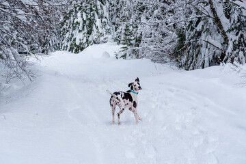 Harlequin great dane dog running in the snow looking back in forest.